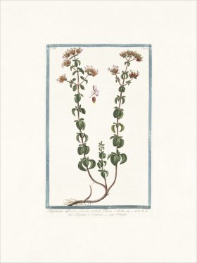 Bonelli 275 Wild Marjoram