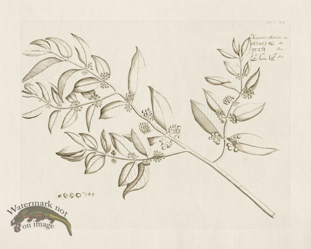 (image for) HORTUS VOl 05 19