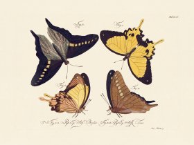 Jablonsky Butterfly 046