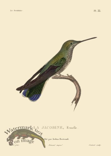 (image for) Humming Bird 22