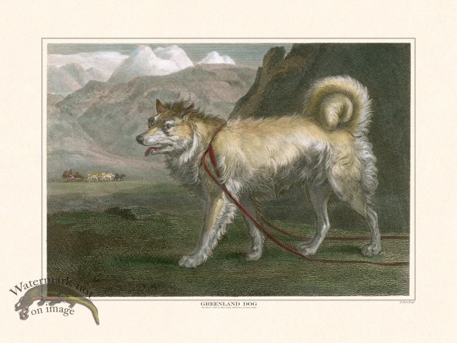 (image for) TSR Greenland Dog
