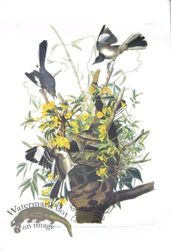 (image for) Blue-Winged Yellow Warbler