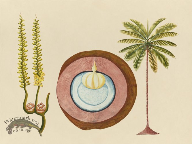 (image for) Far East Fruit and Flowers 04