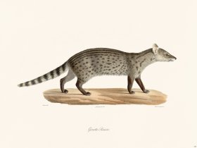 Cuvier 185 Cenette Rasse