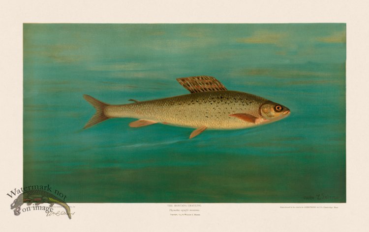 (image for) Montana Grayling