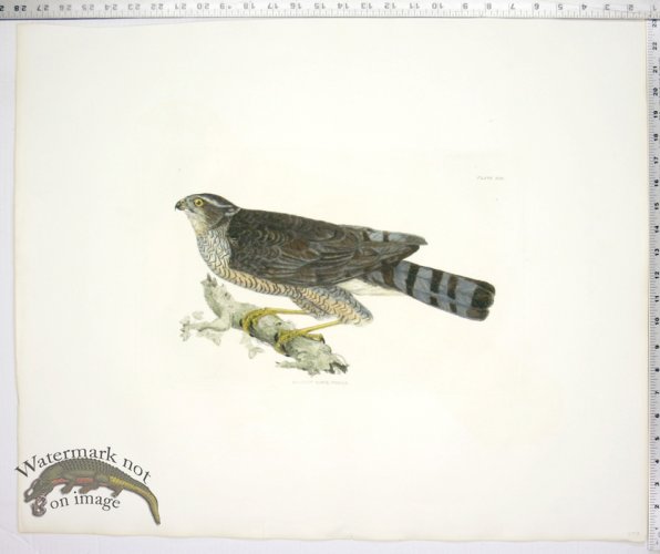 Sparow Hawk, Female