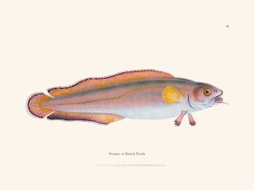 041 Brosme, or Skotch Torsks