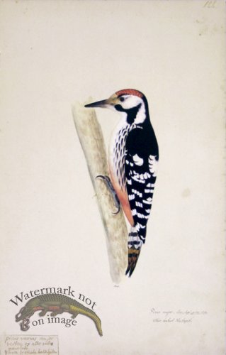 (image for) 122 Swedish Birds . Picus major, Great Spotted Woodpecker.Male