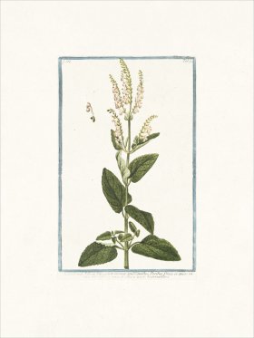 Bonelli 292 Wood Sage