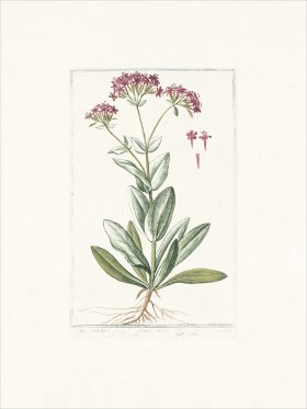 Bonelli 527 Catchfly