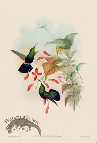 (image for) Gould Hummingbird 084