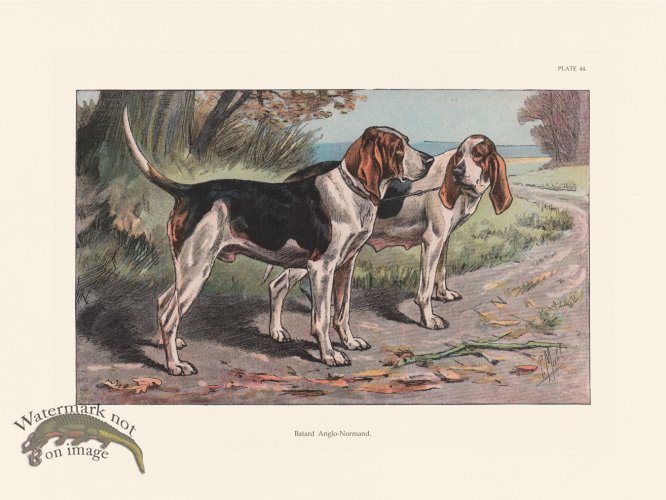 (image for) Les Chiens 044