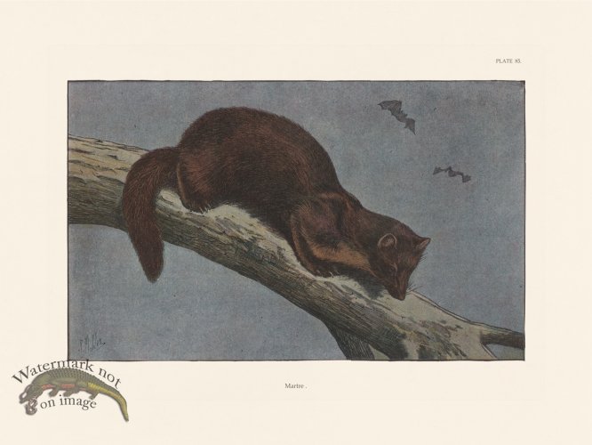 (image for) Les Chiens 085