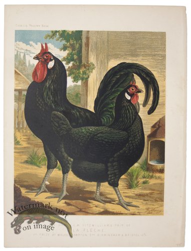 (image for) La Fleche