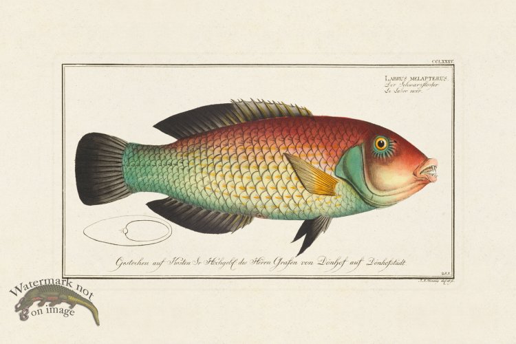 (image for) BLOCH FISH 285