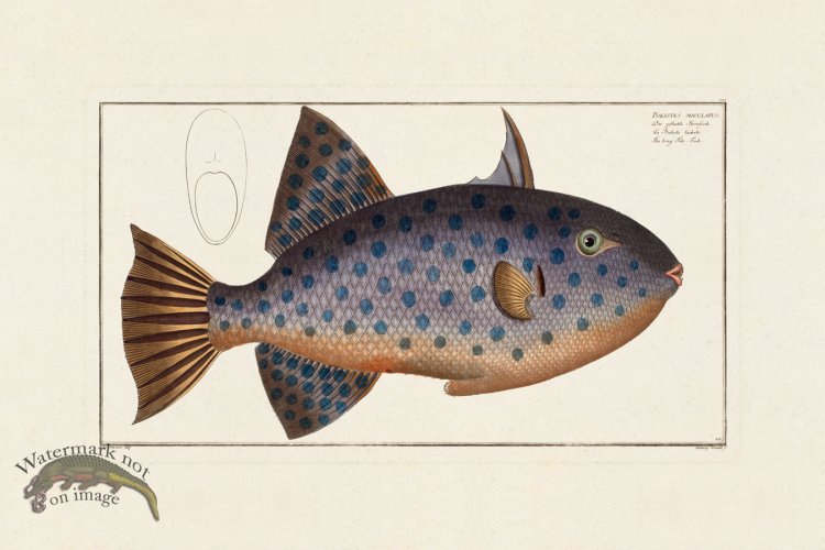 (image for) BLOCH FISH 151