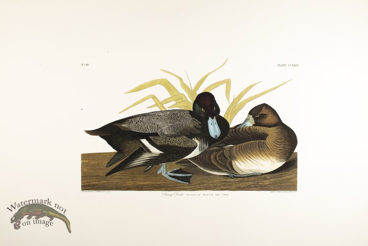 (image for) Scaup Duck