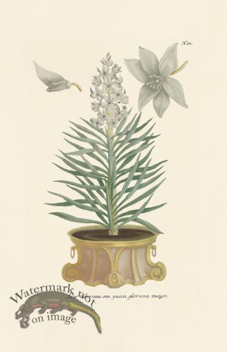 (image for) Weinmann PL 052