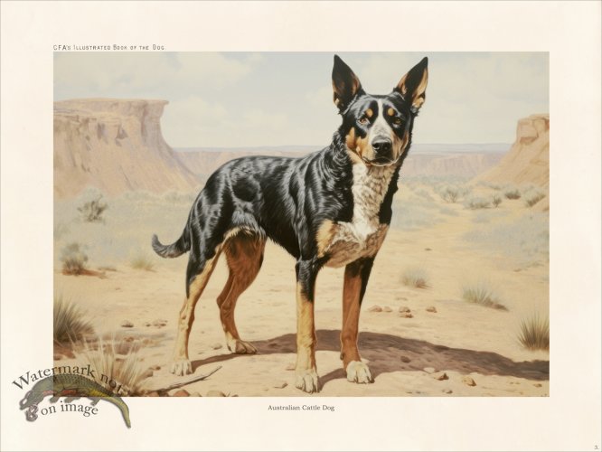 (image for) CFA Dog Australian Cattle Dog 03