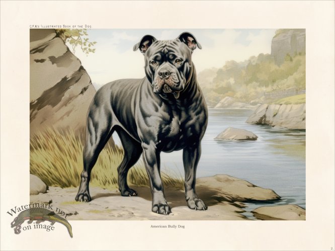 (image for) CFA Dog American Bully Dog 02