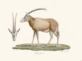 Cuvier 148 Algagelle Male