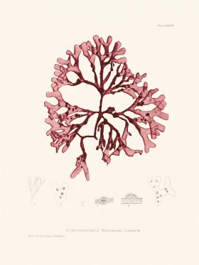 Bradbury Seaweed 083