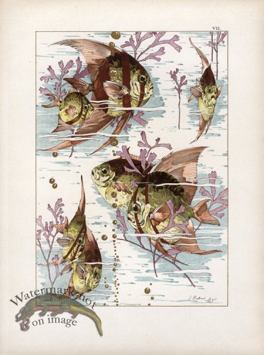 (image for) Gold Leaf Fish