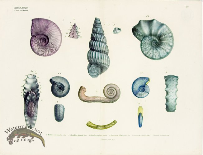 Goldfuss Sealife Fossil pl 439