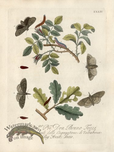 (image for) Albin Plate 74