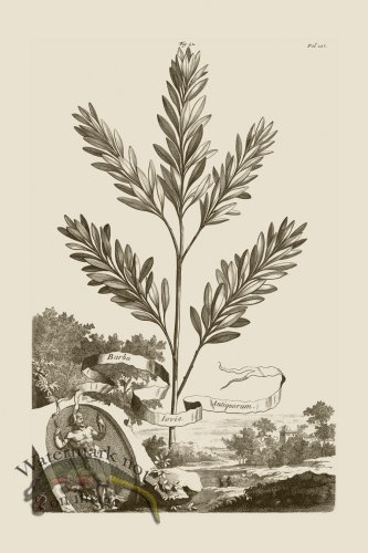 (image for) Abraham Munting 052