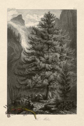 (image for) Hoefer Tree 09