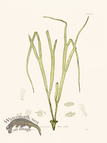 (image for) Bradbury Seaweed 141