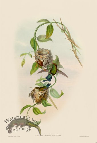 (image for) Gould Hummingbird 355