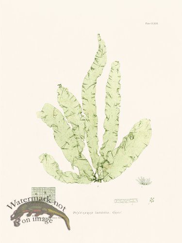 (image for) Bradbury Seaweed 163