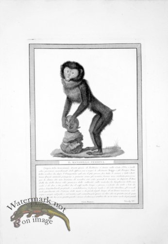 (image for) The_Monkeys_07