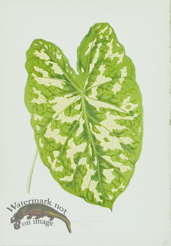 (image for) Lowes Leaves 04