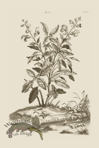 (image for) Abraham Munting 235