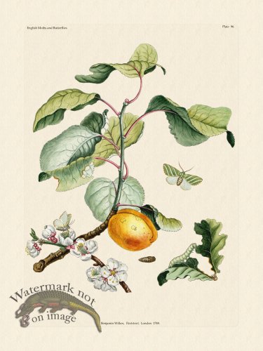 (image for) Wilkes Butterflies 096