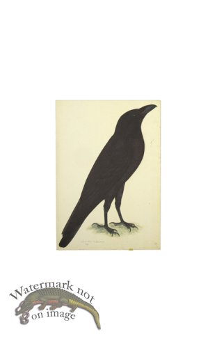 (image for) RAVEN . PL 15