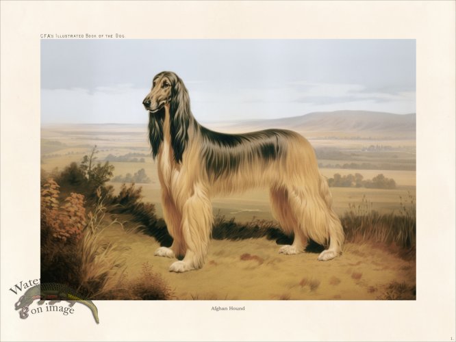 (image for) CFA Dog Afghan Hound 01
