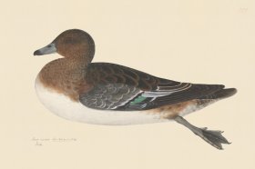 Rudbeck CFA 242 Garganey