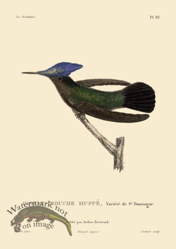 (image for) Humming Bird 85