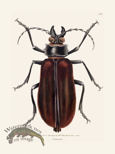 (image for) 280Cerambyx Great