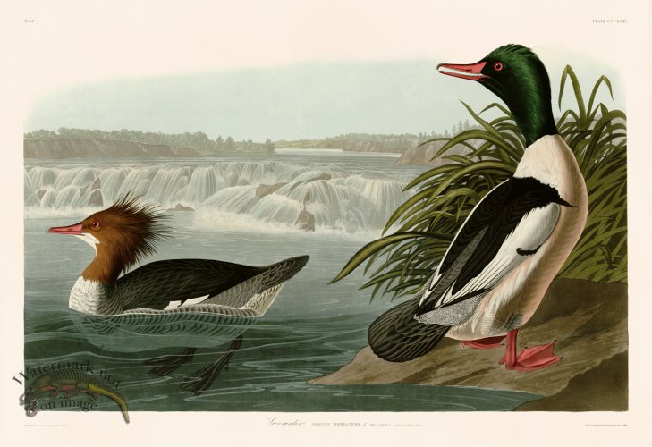 (image for) 331 Goosander