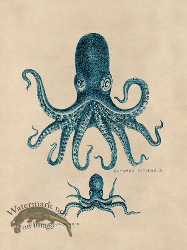 (image for) Octopus Teal 13
