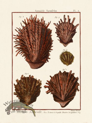 (image for) Diderot Shell 05