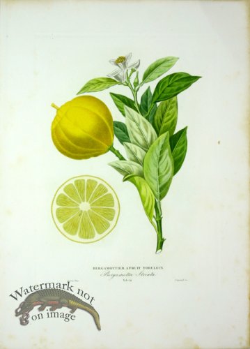 (image for) Des Orangers 09