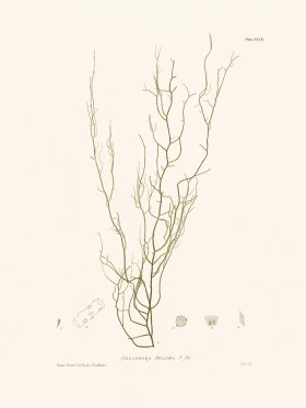 Bradbury Seaweed 159