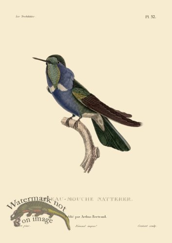 (image for) Humming Bird 52