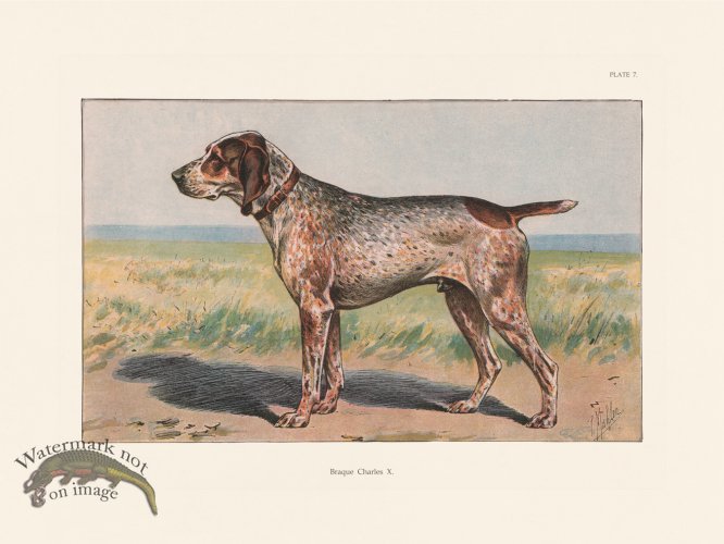 (image for) Les Chiens 007